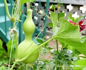 山西怀仁吃瓜视频,一场别开生面的吃瓜盛宴