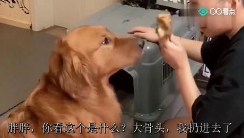 二逗吃瓜小视频,揭秘娱乐圈幕后故事