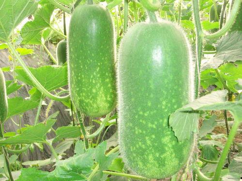 南通第一深情吃瓜视频,一场别开生面的网络盛宴