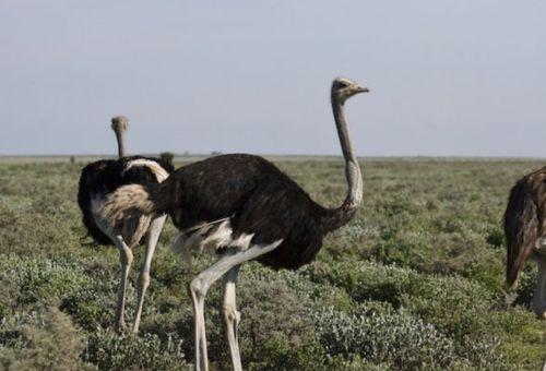 鸵鸟可以吃福寿瓜吗视频,探索新型动物食谱