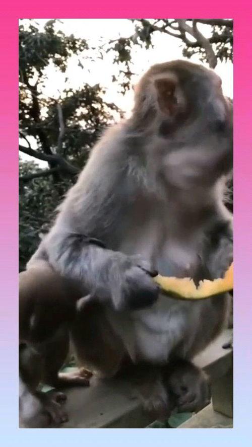 猴子的吃瓜视频,吃瓜视频走红，揭秘猴子的“美食”世界