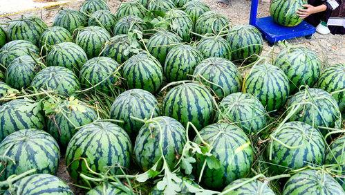 外国人吃贵州小瓜视频,感受地道黔味魅力