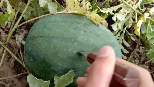 清脆吃瓜大结局视频,揭秘剧情高潮与圆满结局