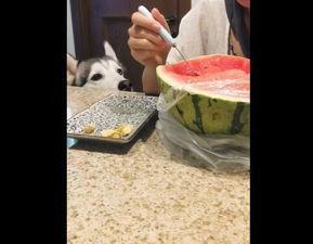 二哈哈士奇吃瓜视频大全,笑料横生的搞笑瞬间大盘点