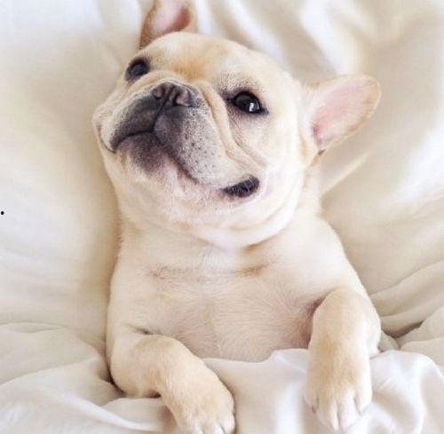 小幼犬可以吃茄瓜吗视频,茄瓜,幼犬餐桌上的禁忌还是佳肴?