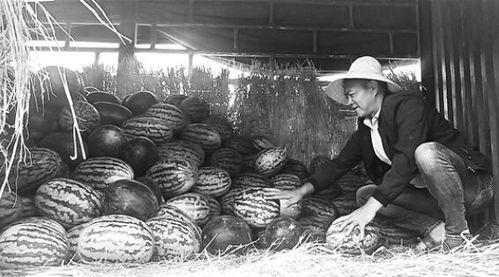 保定满城吃瓜群众视频,保定群众共赏夏日盛宴