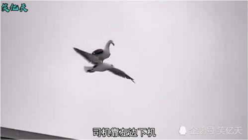 鸟吃瓜的搞笑配音视频下载,鸟儿搞笑配音瓜界奇遇记